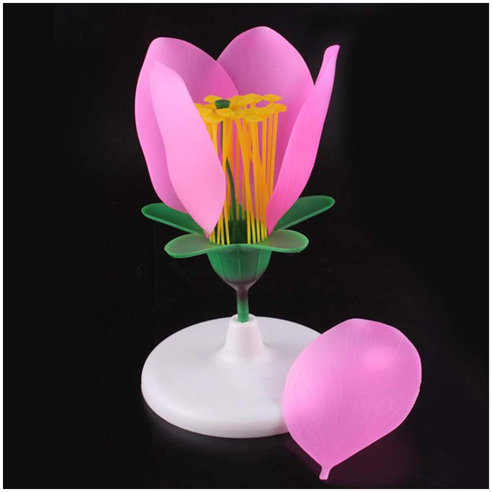 Sjdopulse Peach Flower Anatomical Model Plant Anatomical Model - Medical Anatomical Blossom Model - Petals Enlarged Model Five-Petal Ovary Stamen Structure Anatomical Model