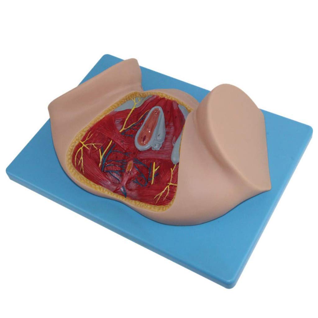 GTHTUHFD Educational Model Female Perineal Model Human Reproductive Model Human Anatomy Science Models For Medical Educational Training Aid,Medical Models