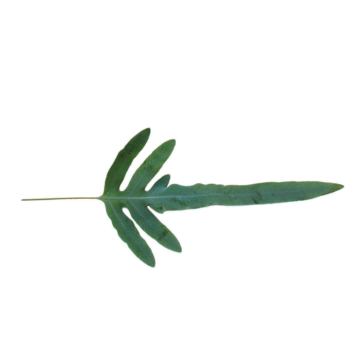 Fougère à taches dorées "Blue Star", Phlebodium aureum, 12cm