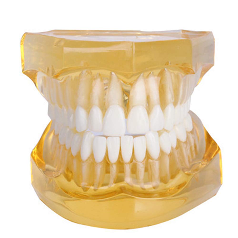 Sjdopulse Dental Teeth Study Teaching Model - Tooth Teaching Model Teeth Model For Education - Simulation Oral Tooth Teeth Teaching Model For Medical Teaching