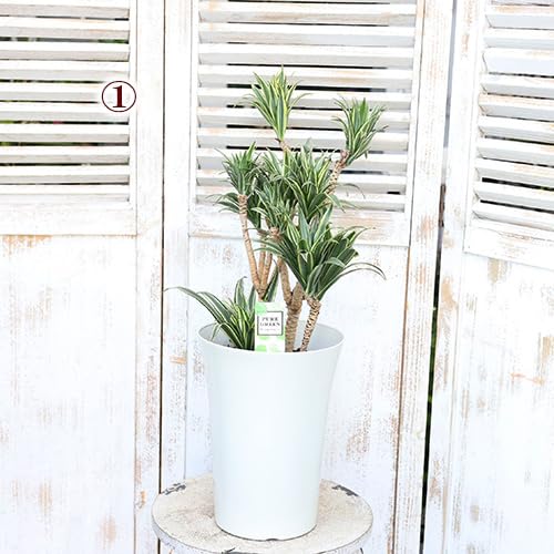 Amazon｜観葉植物 斑入り ドラセナ コンパクタ ホワイト 7号 高さ60cm