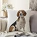 Taie D’Oreiller Brun Chien Beagle Assis Blanc Loin Animaux Studio Faune Noir Canin À Carnivore Découpé Housse De Coussin Doux Décoratives Housse d'oreiller pour Canapé Salon Chaises 45X45Cm