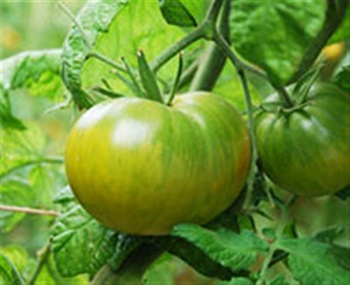 Evergreen Heritage Heirloom Huge Meaty Bright Green Beefsteak Tomato Seeds. Certified French Organic Grower