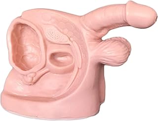 Medical Catheterization Traning Model, Male Internal and External Reproductive Organ Anatomy Model for Demonstration Teaching Practice Aid