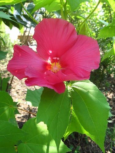 Amazon Co Jp フヨウ 濃ピンク 樹高60cm前後 30本セット 夏に咲く大きい花が魅力です Diy 工具 ガーデン Amazon Co Jp フヨウ 濃ピンク 樹高60cm前後 30本セット 夏に咲く大きい花が魅力です Diy 工具 ガーデン