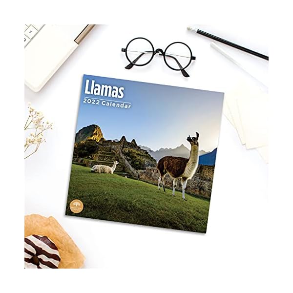 Bright Day 2022 Llamas Wandkalender 30,5 x 30,5 cm, niedlich, flauschig, lustig, Bauernhoftier – Bild 6