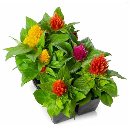 Pack of Mixed Color Celosia Plants