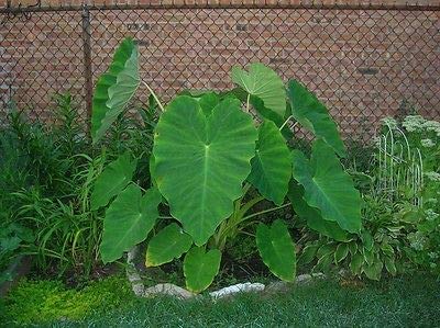 5 Live Colocasia Esculenta Bulbs NHKM34