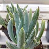 Blue Chalk Sticks, Blue Stick Succulent - Senecio Mandraliscae Live Plant