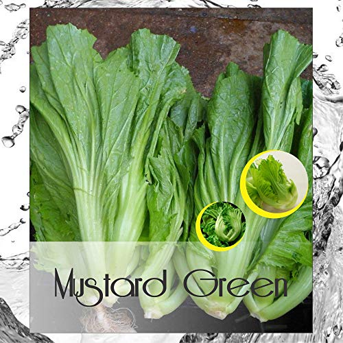 Mustard Green Seed(s) - Green Mustard - Brown Mustard - Chinese Mustard - Indian Mustard - Leaf Mustard - Oriental Mustard - Vegetable Mustard Seed(s) for Home Garden Planting by HAVIPRO (300)