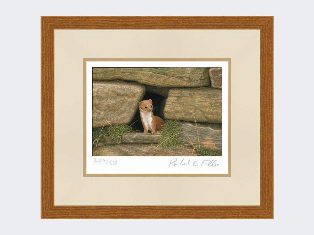 Robert E Fuller Weasel Wall Limited Edition Print Mounted and Framed | Signed & Numbered by Wildlife Artist Ready to hang on your wall | Image size 23x15cm