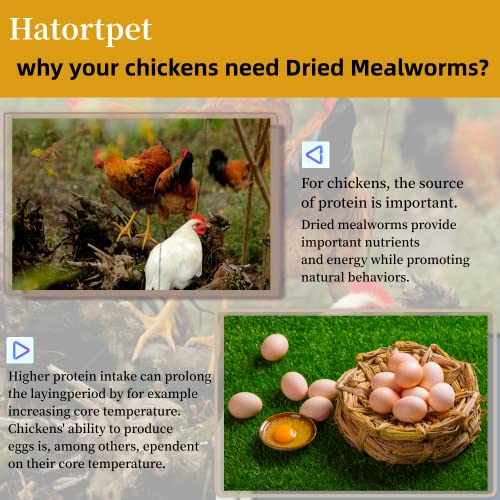 Hatortpet 20Lb High Protein Dried Mealworms For Birds, Chickens And Small Pets (Pack Of 2)… #TOP2