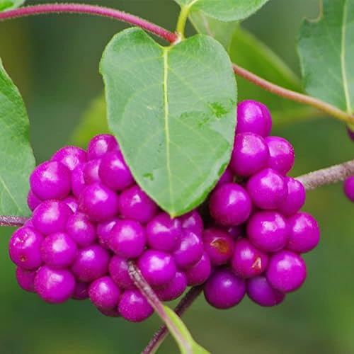 Miniatura 2 de QAUZUY GARDEN 50 semillas de bayas de belleza americanas (Callicarpa Americana)  Arbusto de morera francesa nativa Beautyberry  Llamativa planta de