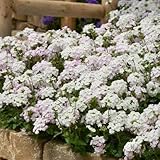 Pack 2 White Perennial Verbena Plants, White Verbena Live Plants, Verbena Flower Trailing Plants Live for Planting, White Verbena Plants in Zones 7 to 11