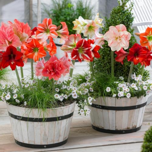 Amaryllis Surprise Collection   10 Bulbos de Flores   Formato Grande 26/30   Plantas Naturales Interior de Holanda   Decoracion Casa   Hippeastrum   Sin Semillas, No Artificiales, No Cera