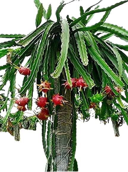 See full amazon price history chart for Aziz Gazi Nursery - Dragon Fruit Plant | Live Red Flesh Dragon Plant | Dragon fruit Plant with polybag (Plant Height - 8 To 9 Inc) Aziz Gazi Nursery - Dragon Fruit Plant | Live Red Flesh Dragon Plant | Dragon fruit Plant with polybag (Plant Height - 8 To 9 Inc) (B09Y37JLKC) Amazon Price History, Amazon Price Tracker