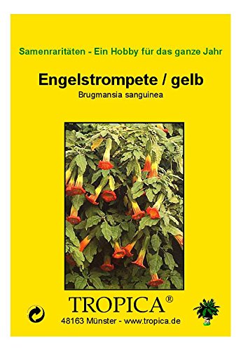 TROPICA - Tromba degli angeli / gialla (Brugmansia sanguinea) - 10 semi - mediterraneo - Image 3