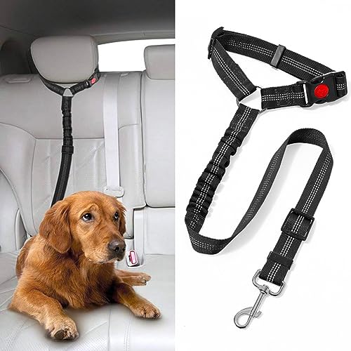 How to secure dog in car with leash How to secure dog in car with leash