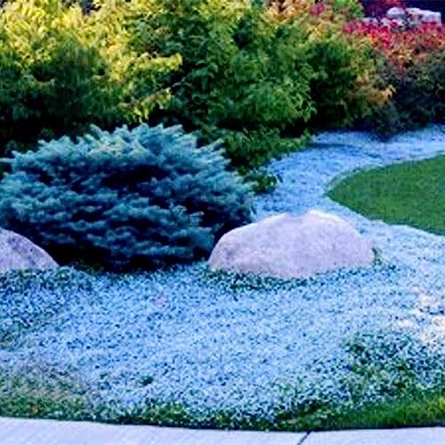 lamphle 300 Pz Giardino Copertura del Terreno Tappeto Fiore Perenne Pianta Decor Rock Cress Semi Fiore Albero da Frutto Semi di Ortaggi Azzurro Semi di crescione