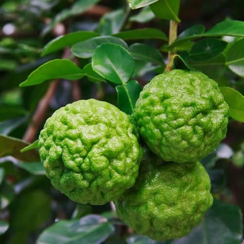 50 piezas de semillas frescas de lima kaffir