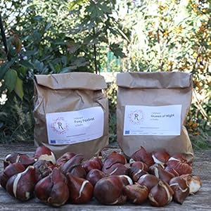 Bulbi da Fiore : 30 Tulipani mix 2 colori – GEISHA GIAPPONESE – Fioritura primaverile