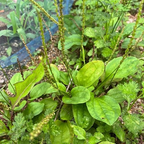 500 pz Semi di piantaggine piantaggine biologici - Letto per erbe aromatiche per semi di piante da cucina Piantaggine Lanceolata - Regalo per gli ospiti dei semi di fiori da interno