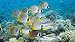 Juguetes Rompecabezas Clásico Puzzle De Madera - Patrón De Arrecife De Peces De Fondo Marino - Puzzle 520 Piezas,52X38 Cm