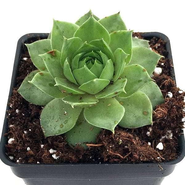 Greenursery Sempervivum Tectorum Indoor Plant For Home and Garden with Pot (Pack of 1) (Black) (B0D3BDHLT8) Amazon Price History, Amazon Price Tracker