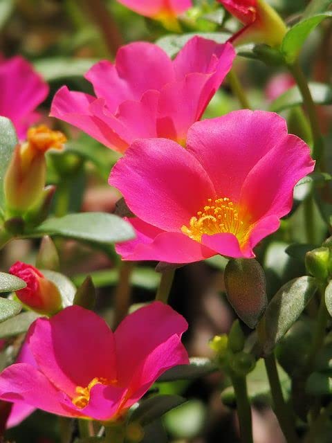 See full amazon price history chart for Cypress Purslane,Portulaca Oleracea Pink Live plant cuttings without roots of 15 Cuttings(PinkColour) Cypress Purslane,Portulaca Oleracea Pink Live plant cuttings without roots of 15 Cuttings(PinkColour) (B09XQ8JL6N) Amazon Price History, Amazon Price Tracker