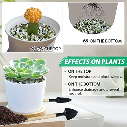 Succulent Rocks For Plants Tiny Pebbles For Planters 11.8Lb Pea Gravel Bulk Polished Course Sand Soil Small Decorative Stones For Indoor Bonsai Pots Cactus Top Dress Aquarium Garden Landscape, Green #TOP2