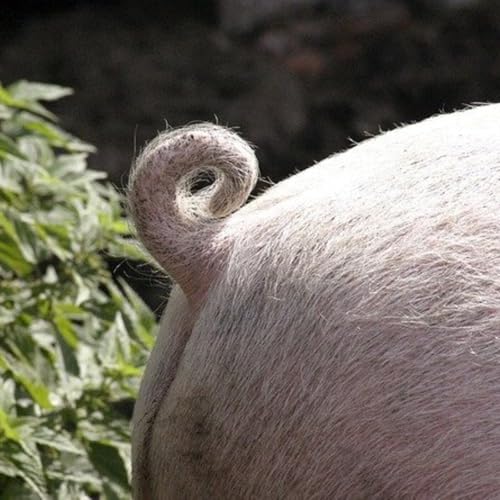 La Jeune Fille et le Vieux Cochon