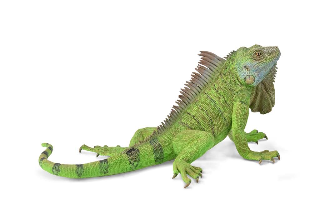 Amazon.co.jp: Collecta Iguana : おもちゃ