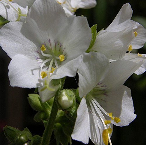 Polemonium caeruleum 'Alba' 15cm Pot Size