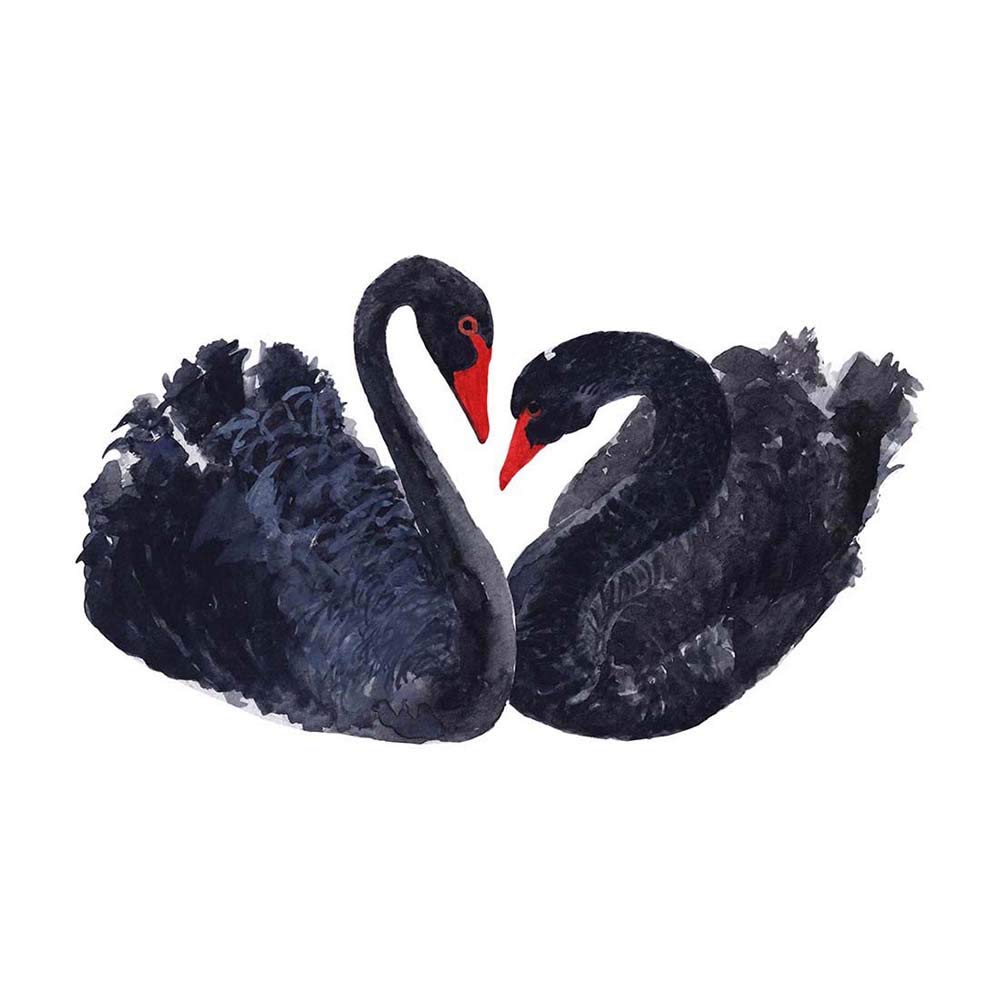 Wee Blue Coo Black Swans Painting Art Print Poster Wall Decor 12X16 Inch