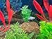 EcoBio-Block Aquarium Stone for Natural Water Clarification and Odor Removal (Medium)