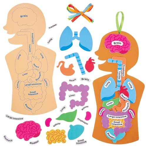 Baker Ross FN109 Kit Cuerpo Humano   Pack de 4, STEM, Ciencia, Salud y Recursos educativos para niños y colegios