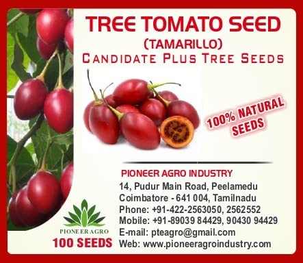 See full amazon price history chart for Pioneer Agro Industry Tree Tomato Seed (100 Seeds) Pioneer Agro Industry Tree Tomato Seed (100 Seeds) (B0B7XG8HGK) Amazon Price History, Amazon Price Tracker