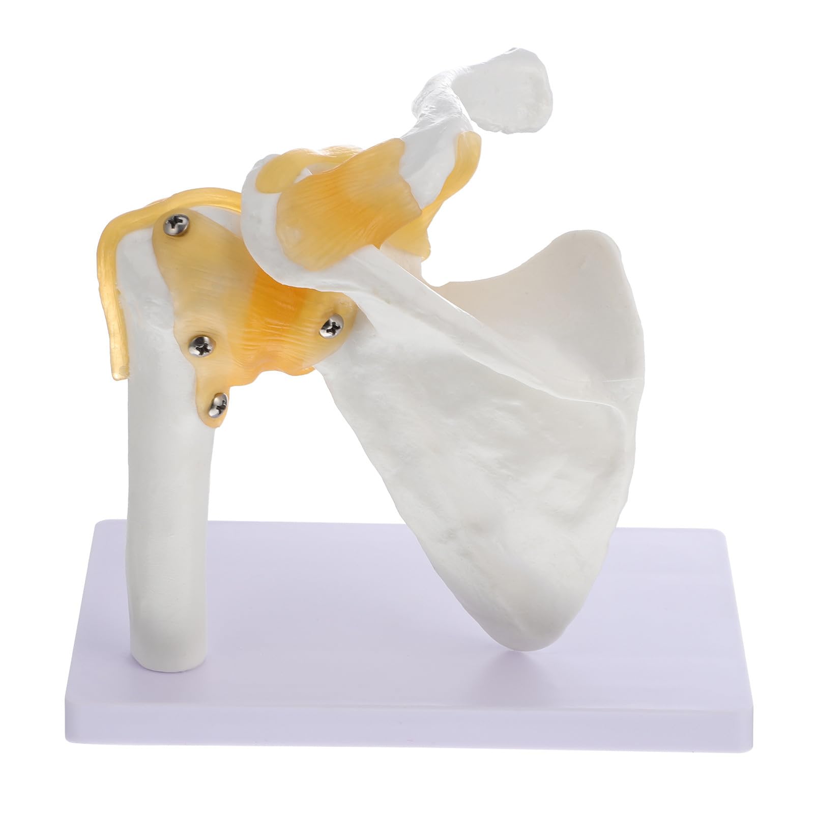 MAGICLULU Modèle d'Articulation de L'Épaule en PVC avec Ligament, Base Stable, Outil Pédagogique pour Écoles et Hôpitaux, Squelette Anatomique