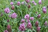 Alsike Clover Seeds - 1 lb Bags