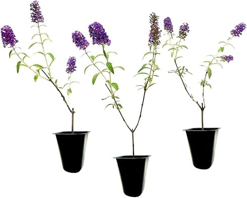 Buddleia Black Knight | 3 Live Plants | Fragrant Butterfly Bush, Attracts Butterflies & Hummingbirds, Drought Tolerant Flowering Shrub