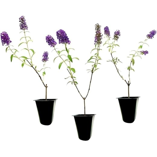 Best garden plants for hummingbirds Fragrant Black Knight Butterfly Bush