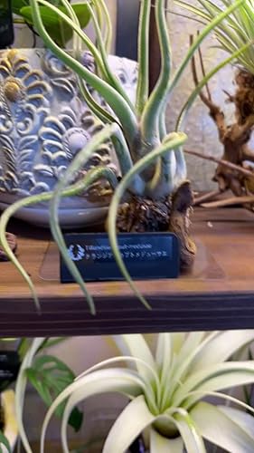 Amazon｜ティランジア キセログラフィカ Sサイズ Tillandsia