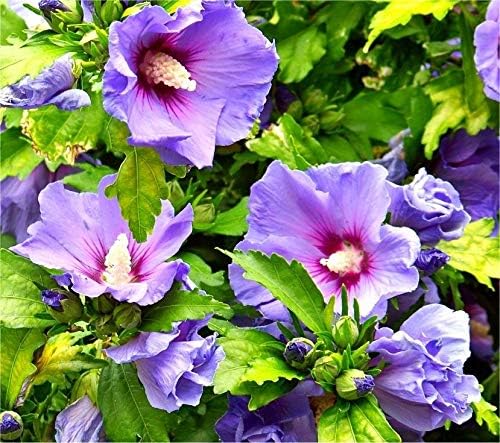 Seedtrees Blue Double Petal Hibiscus/Hibiscus rosa-sinensis 1 Rare Exotic Healthy Live Flower Plant (B0CL2NGG64) Amazon Price History, Amazon Price Tracker