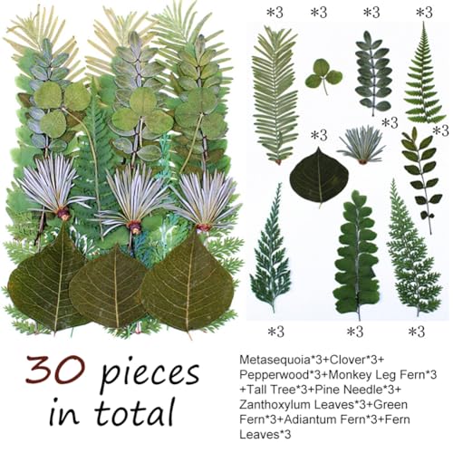 30 piezas hojas secas prensadas para arte y manualidades miniatura 2