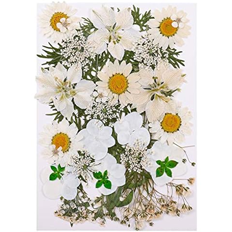 QINREN Pressed Dried Flowers for Crafts Cover