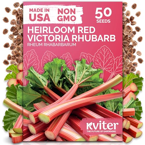 KVITER 50 Red Victoria Rhubarb Seeds for Planting (Rheum Rhabarbarum) Heirloom Seeds Perennial Vegetable Seeds Perfect for Rhubarb Jam & Pies Grow in Beds & Outdoor Garden