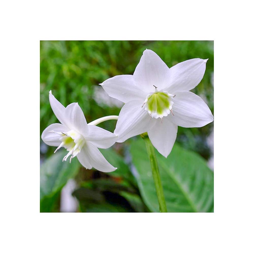 See full amazon price history chart for Sprout Bulbs | Eucharis Lily/Amazon Lily Flower Bulbs Plant White - Pack of 4 Pieces for Gardening with Potting Mix and Compost Sprout Bulbs | Eucharis Lily/Amazon Lily Flower Bulbs Plant White - Pack of 4 Pieces for Gardening with Potting Mix and Compost (B07L7C94Z4) Amazon Price History, Amazon Price Tracker