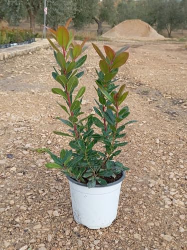 Arbutus Unedo Corbezzolo (Erdbeerbaum) 40-60 cm / P17 Dekorative Gartenpflanze für Terrasse Balkon & Ziergarten Immergrün Früchte & Blüten pflegeleicht