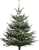Echter Weihnachtsbaum - Nordmanntanne - frisch geschlagen Christbaum Tannenbaum (Tanne, 100-120 cm)