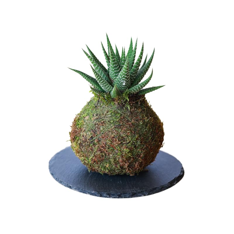 Kokedama mini Cactus Natural - Kokedama Interior | Bola de Musgo Vivo | Planta Natural | Planta Interior | Decoración Hogar | Fácil Cuidado y Mantenimiento